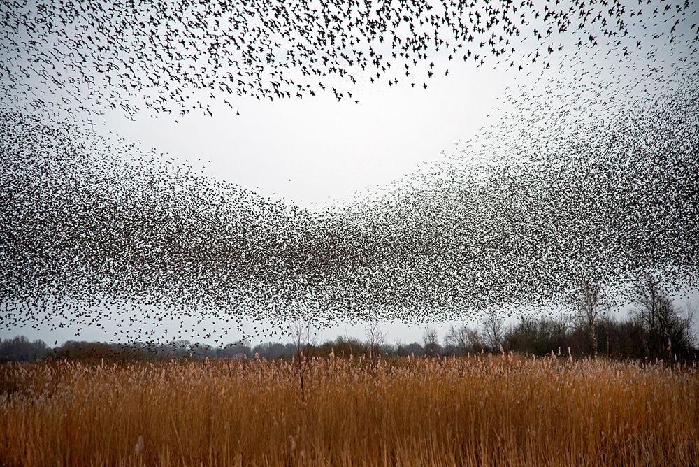 Flock of starlings art print by Franke de Jong for $57.95 CAD
