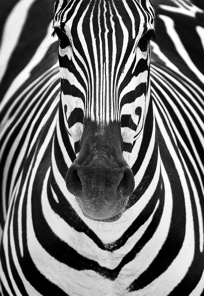 Zebra art print by Juan Luis Duran for $57.95 CAD