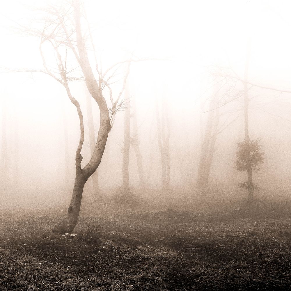 Presences art print by Alessandro Traverso for $57.95 CAD
