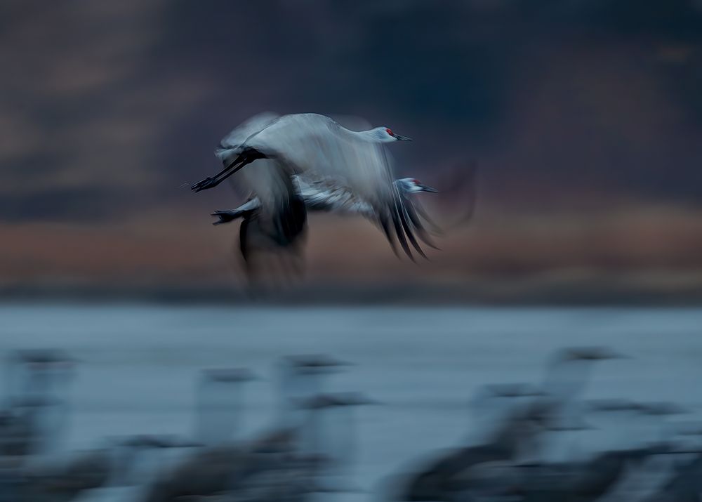 Sandhill Crane in Motion art print by Hanping Xiao for $57.95 CAD