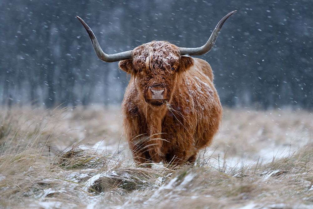 Snowy Highland Cow art print by Richard Guijt for $57.95 CAD