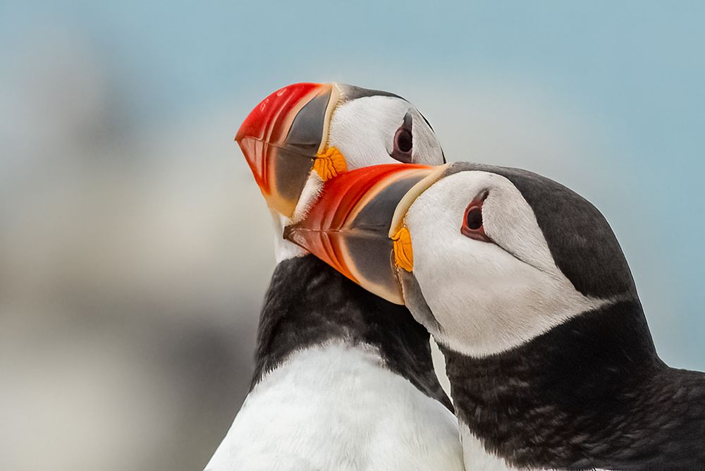 Puffin Lovin art print by Joe Gliozzo for $57.95 CAD