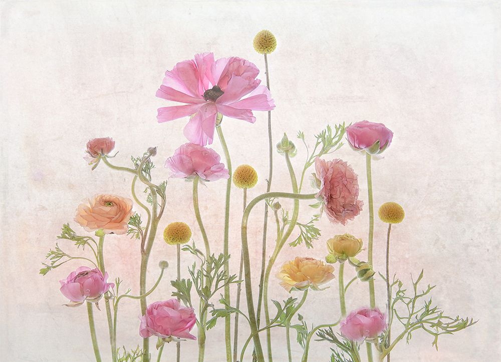 Ranunculus art print by Catherine Wang for $57.95 CAD