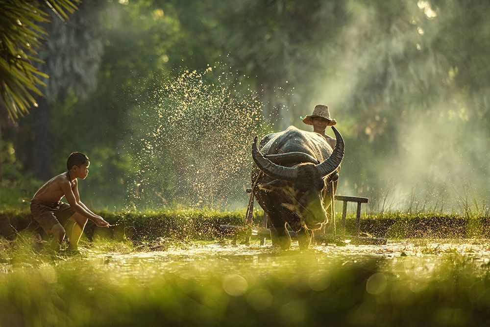 Thailand farmers art print by Chanwit Whanset for $57.95 CAD