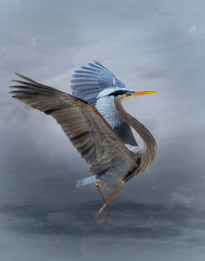 The Great Blue Heron art print by Krystina Wisniowska for $57.95 CAD