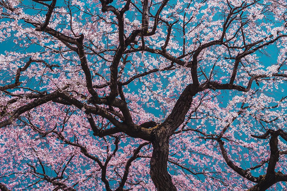 Sakura art print by ShikiRyu for $57.95 CAD