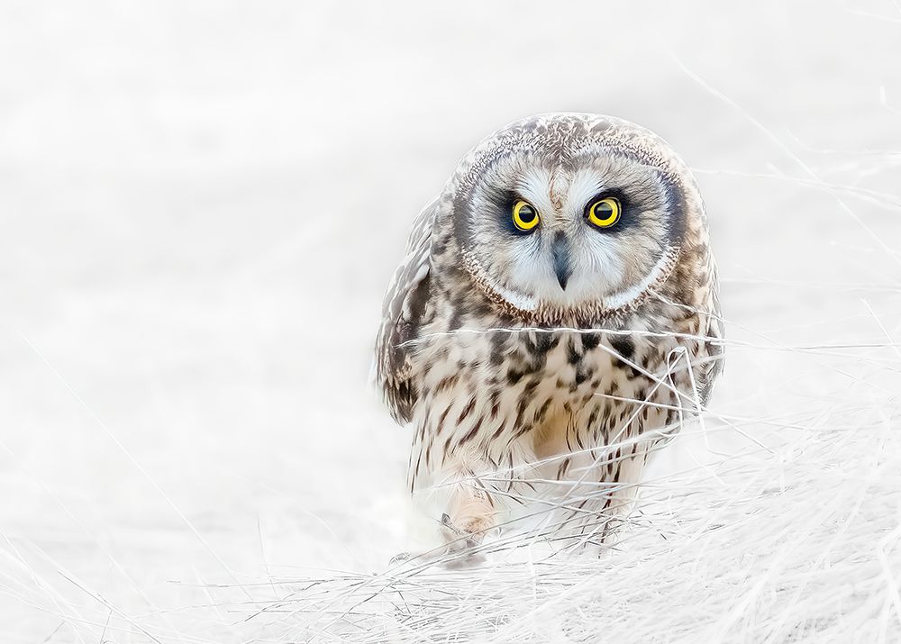 Short Eared Owl art print by Bo Wang for $57.95 CAD