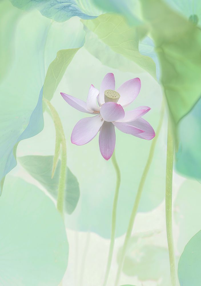 Lotus Flower art print by Binbin L. for $57.95 CAD