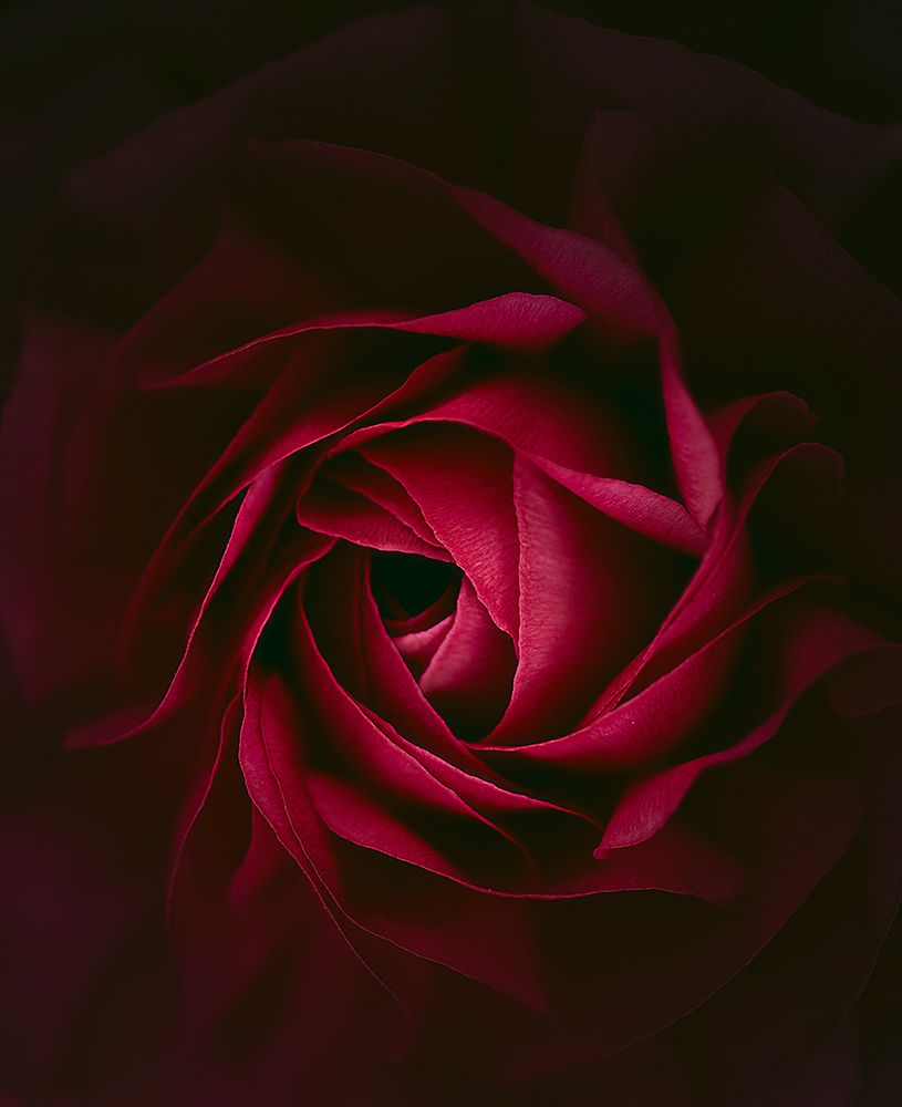 Rosa art print by Ruben Cuenca for $57.95 CAD