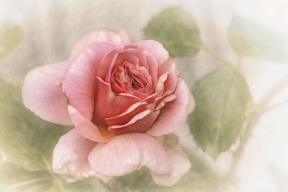 Smooth Rose art print by Gilbert Claes for $57.95 CAD