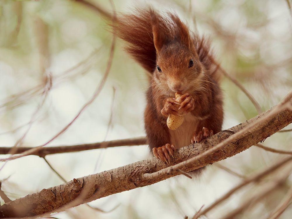 Spanish squirrel art print by Wilfried Zeise for $57.95 CAD