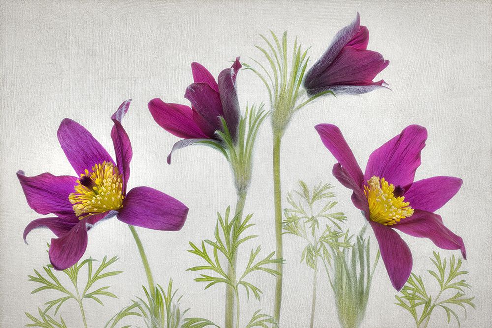 Pulsatilla art print by Mandy Disher for $57.95 CAD
