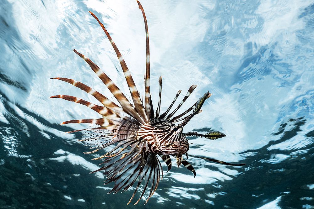 Lion fish art print by Serge Melesan for $57.95 CAD