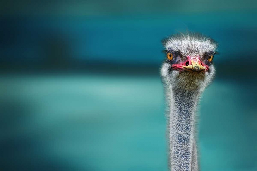 Ostrich Protecting Two Poor Chicken From The Wind art print by Piet Flour for $57.95 CAD