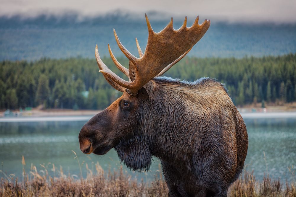 Moose art print by Juan Romero Salamanca for $57.95 CAD