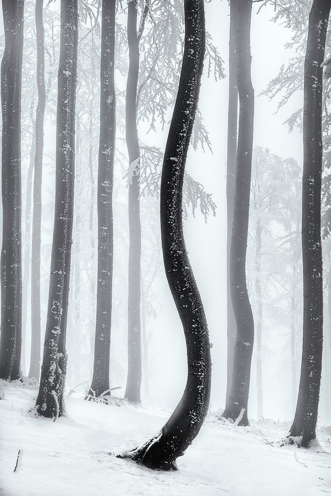 Dancing Tree art print by Tom Pavlasek for $57.95 CAD