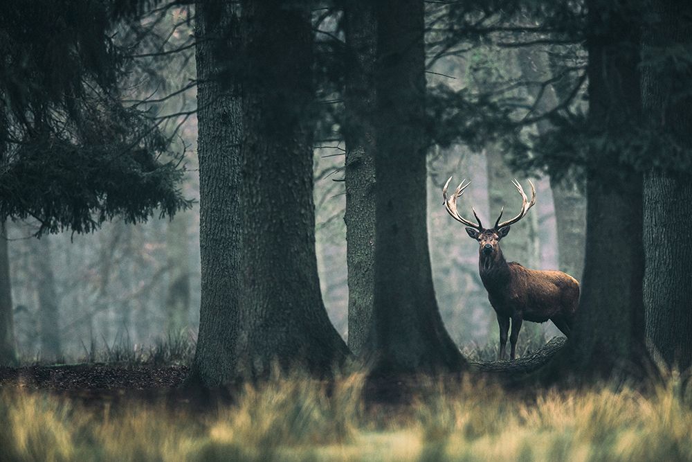 King of the forest art print by Ysbrand Cosijn for $57.95 CAD