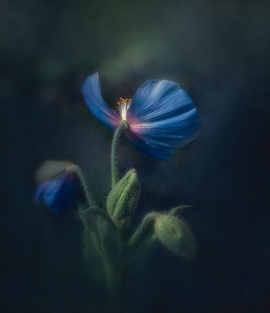 Blue poppy art print by Ruiqing P. for $57.95 CAD