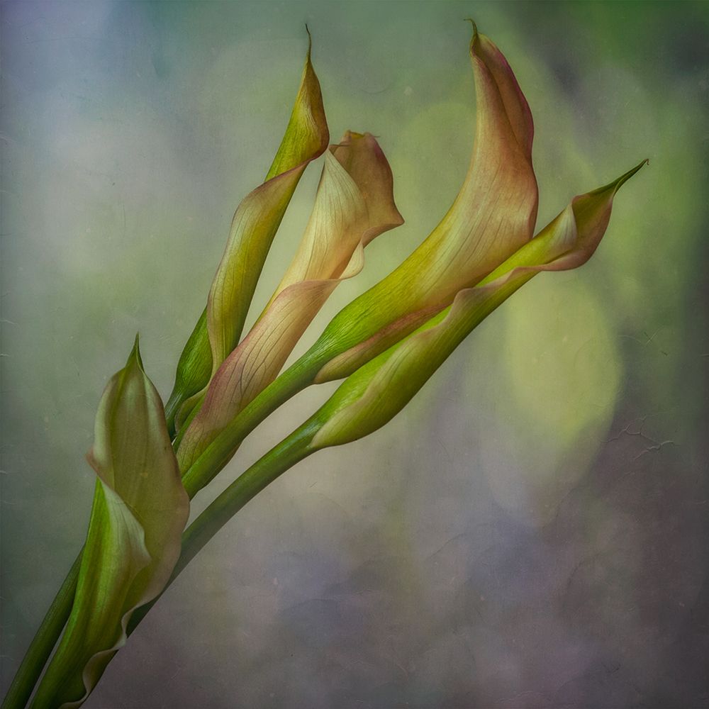 Calla Lily art print by Marie-anne Stas for $57.95 CAD