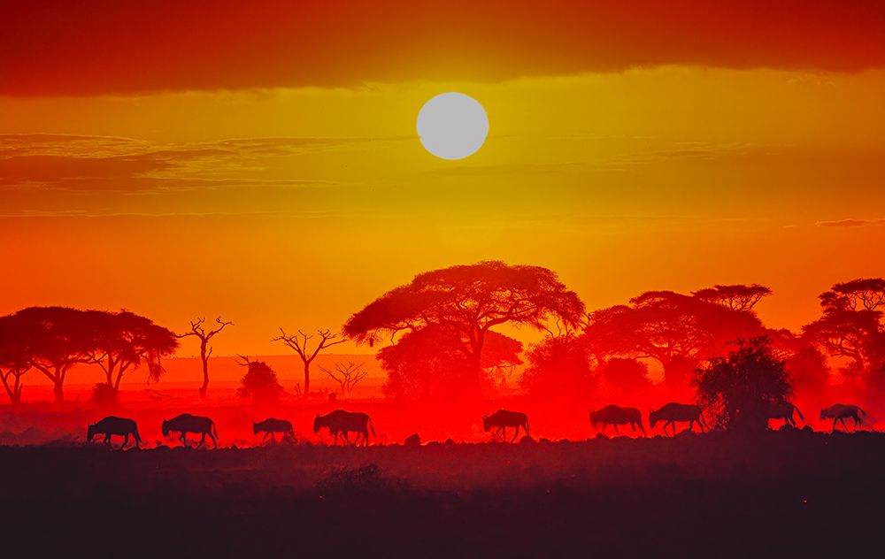 Amboseli Sunrise art print by Jeffrey C. Sink for $57.95 CAD