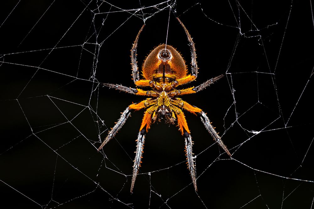 Tropical Orb Weaver art print by Milan Zygmunt for $57.95 CAD