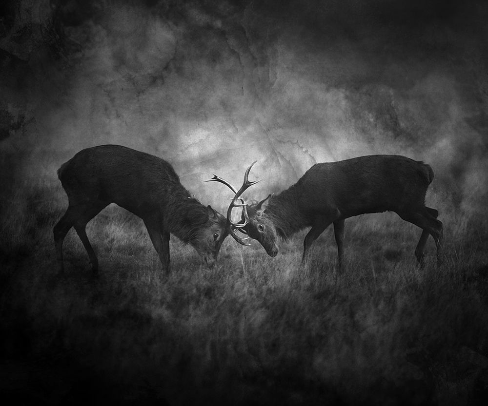 ^^^^^^^ art print by Robert Fabrowski for $57.95 CAD