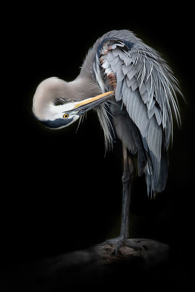 The Great Blue Heron art print by Linda D Lester for $57.95 CAD