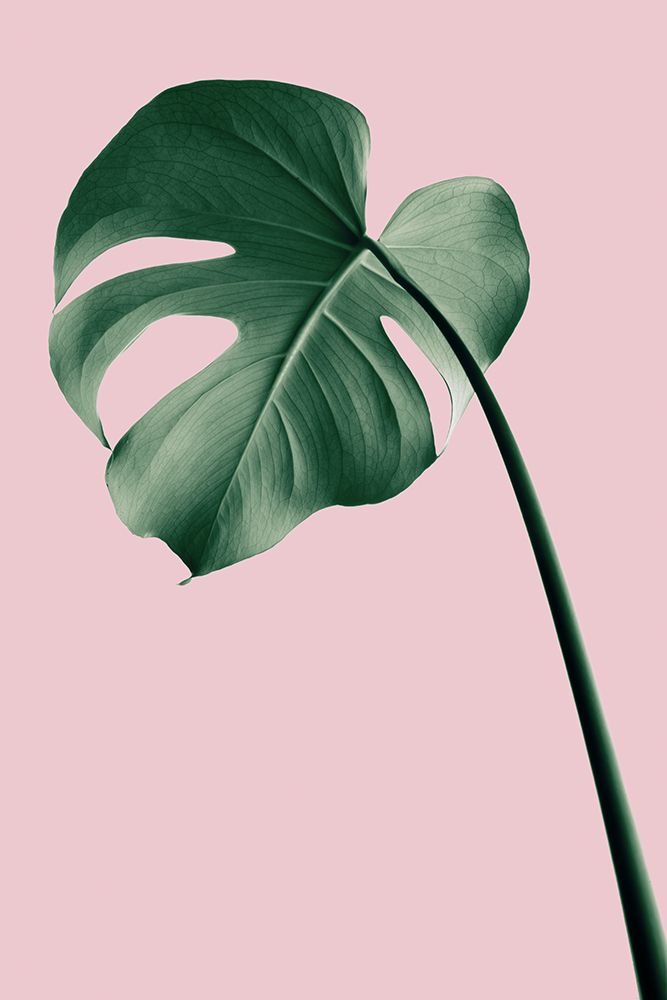 Monstera Pink No 05 art print by 1x Studio III for $57.95 CAD