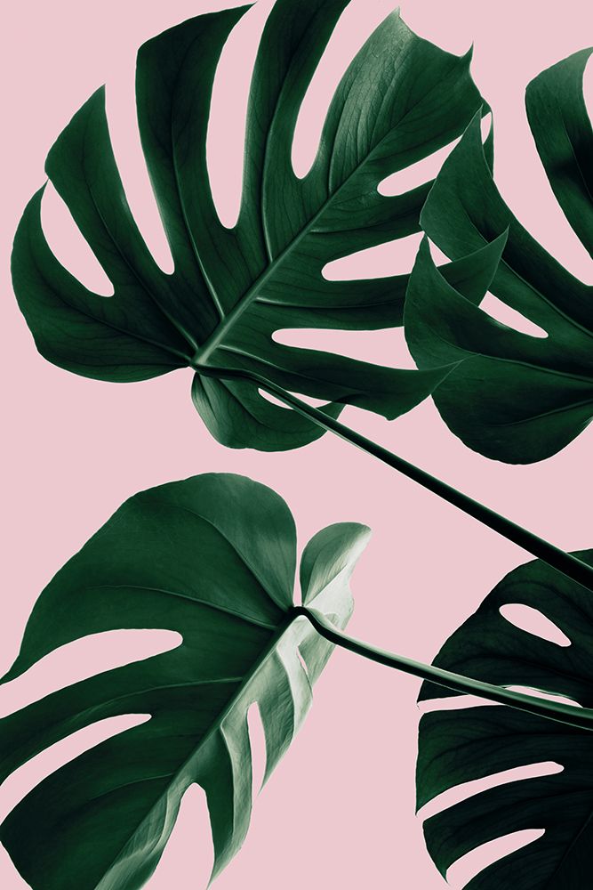 Monstera Pink No 08 art print by 1x Studio III for $57.95 CAD