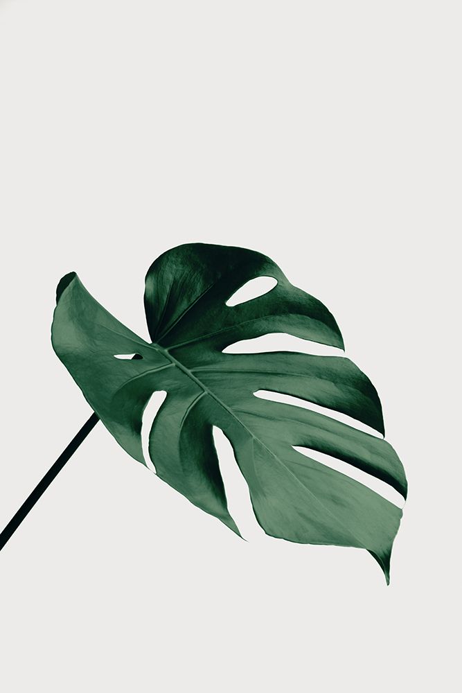 Monstera Natural 05 art print by 1x Studio III for $57.95 CAD