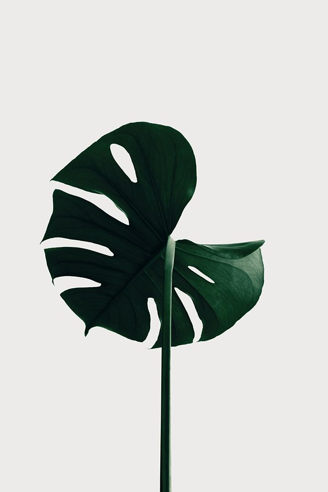 Monstera Natural 06 art print by 1x Studio III for $57.95 CAD