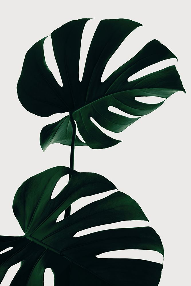 Monstera Natural 09 art print by 1x Studio III for $57.95 CAD