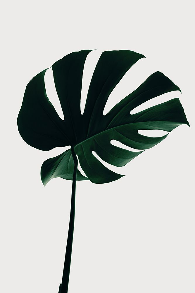 Monstera Natural 10 art print by 1x Studio III for $57.95 CAD