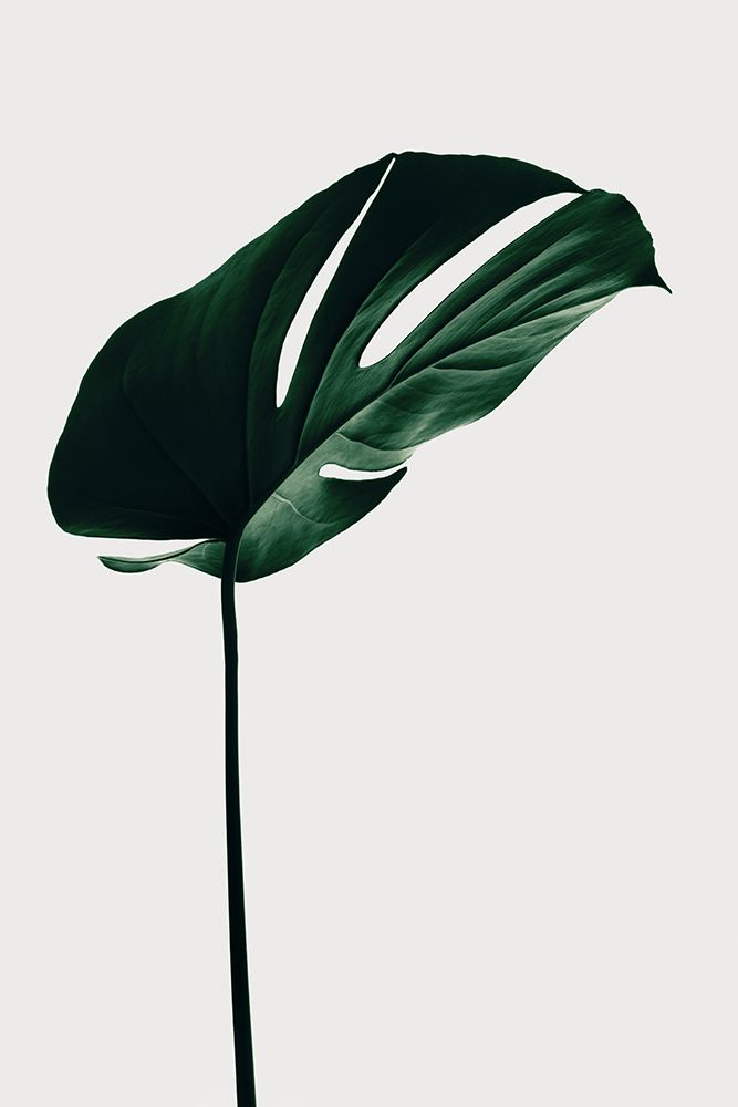 Monstera Natural 14 art print by 1x Studio III for $57.95 CAD