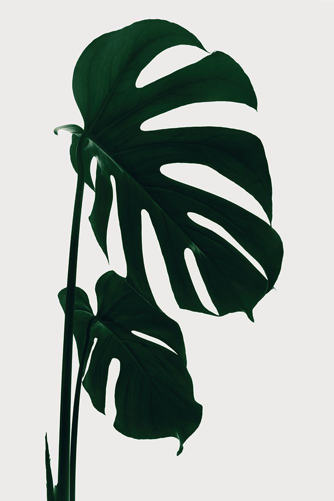 Monstera Natural 15 art print by 1x Studio III for $57.95 CAD