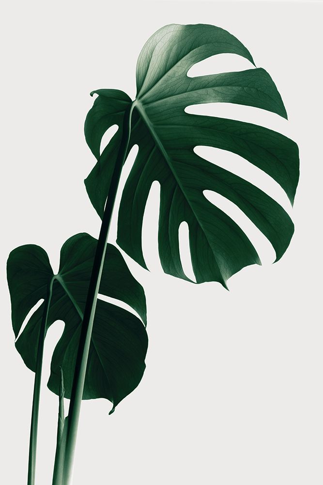 Monstera Natural 16 art print by 1x Studio III for $57.95 CAD