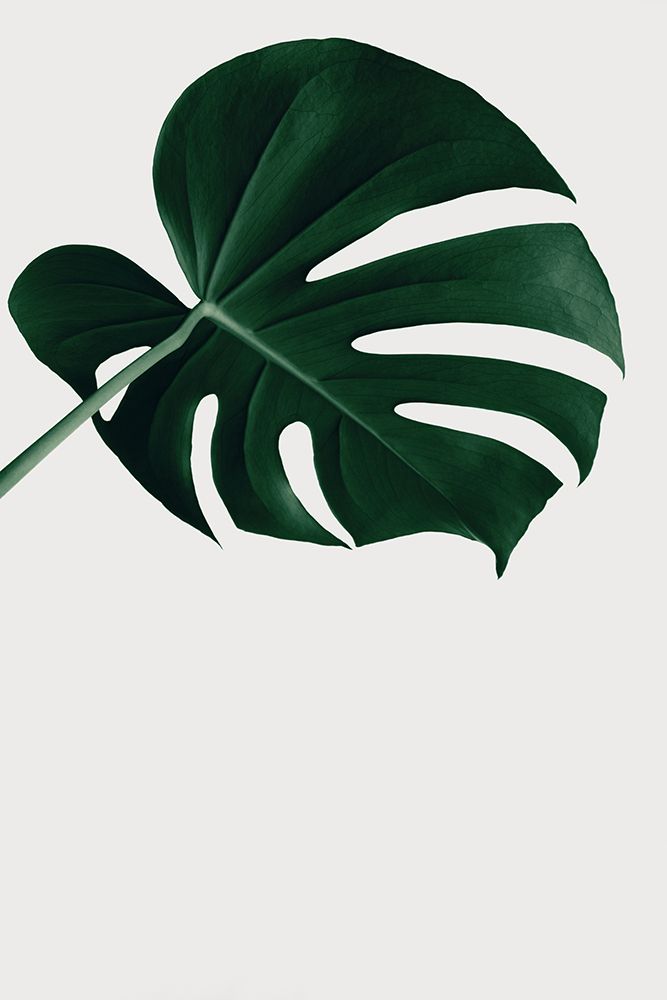 Monstera Natural 19 art print by 1x Studio III for $57.95 CAD
