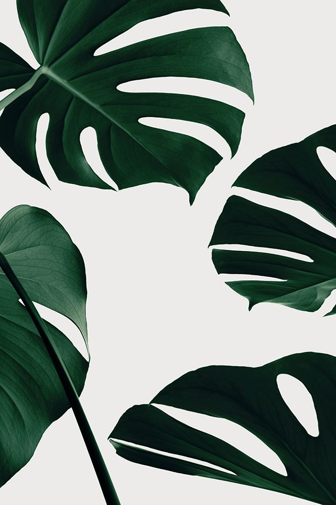 Monstera Natural 20 art print by 1x Studio III for $57.95 CAD