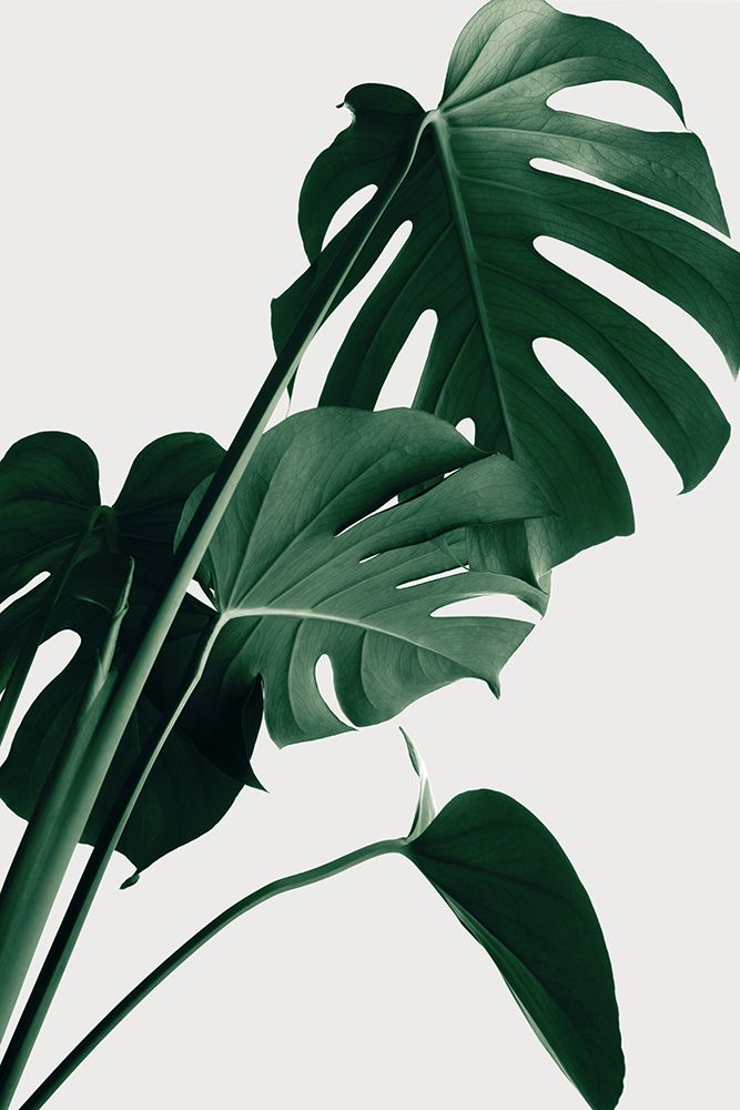 Monstera Natural 22 art print by 1x Studio III for $57.95 CAD
