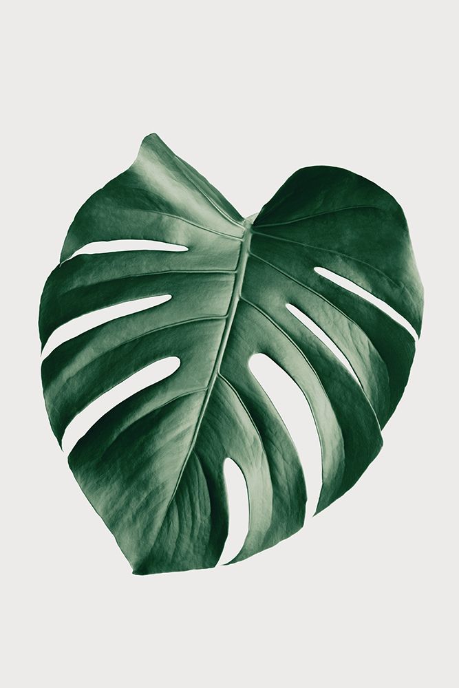 Monstera Natural 23 art print by 1x Studio III for $57.95 CAD