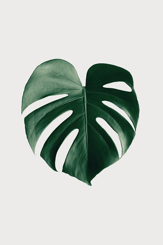Monstera Natural 24 art print by 1x Studio III for $57.95 CAD