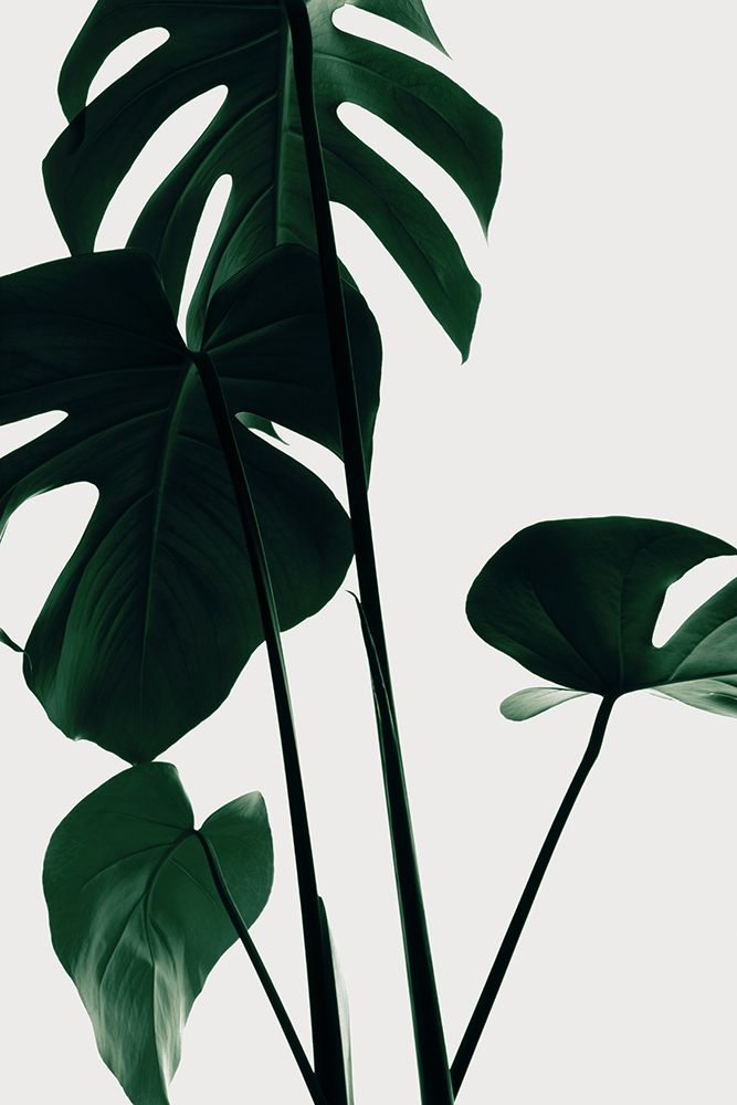 Monstera Natural 25 art print by 1x Studio III for $57.95 CAD