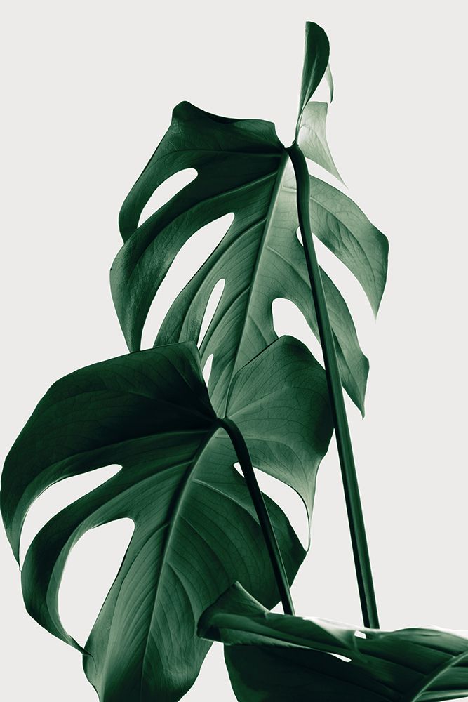Monstera Natural 26 art print by 1x Studio III for $57.95 CAD