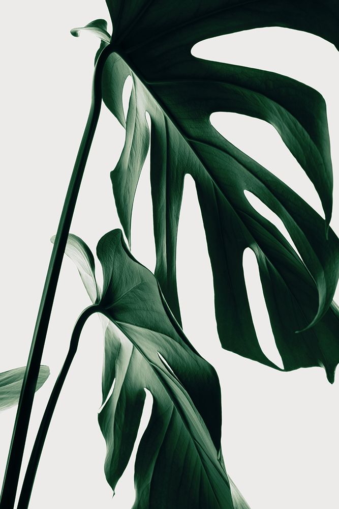 Monstera Natural 27 art print by 1x Studio III for $57.95 CAD