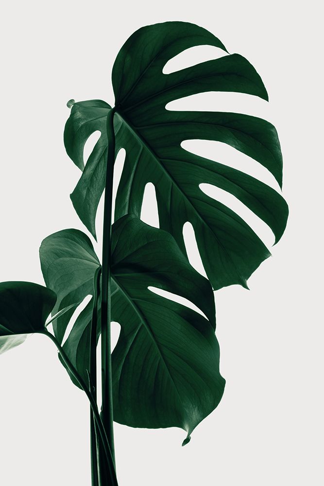 Monstera Natural 28 art print by 1x Studio III for $57.95 CAD
