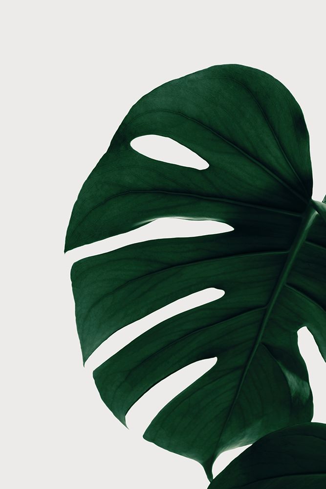 Monstera Natural 30 art print by 1x Studio III for $57.95 CAD