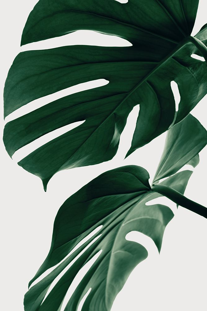 Monstera Natural 31 art print by 1x Studio III for $57.95 CAD