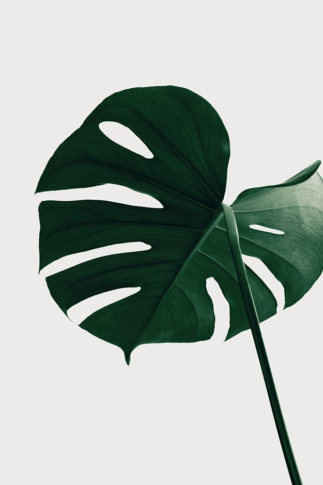 Monstera Natural 33 art print by 1x Studio III for $57.95 CAD