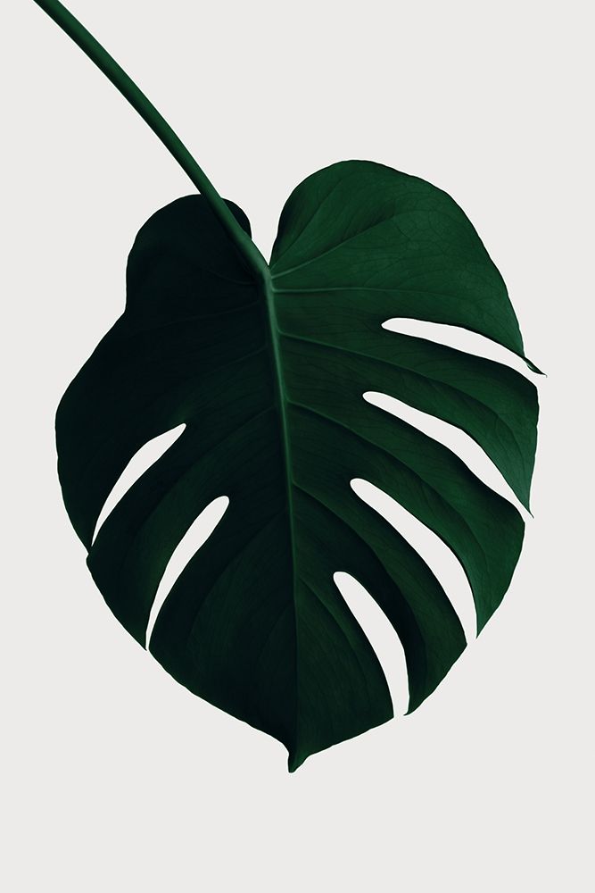 Monstera Natural 35 art print by 1x Studio III for $57.95 CAD