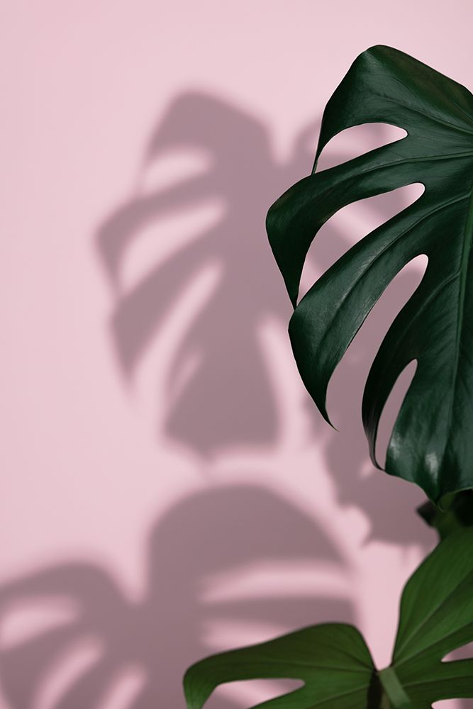 Monstera Pink 09 art print by 1x Studio III for $57.95 CAD